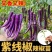 寿光紫线椒辣椒苗秧又香又辣四季高产黄绿紫线椒阳台盆栽带土