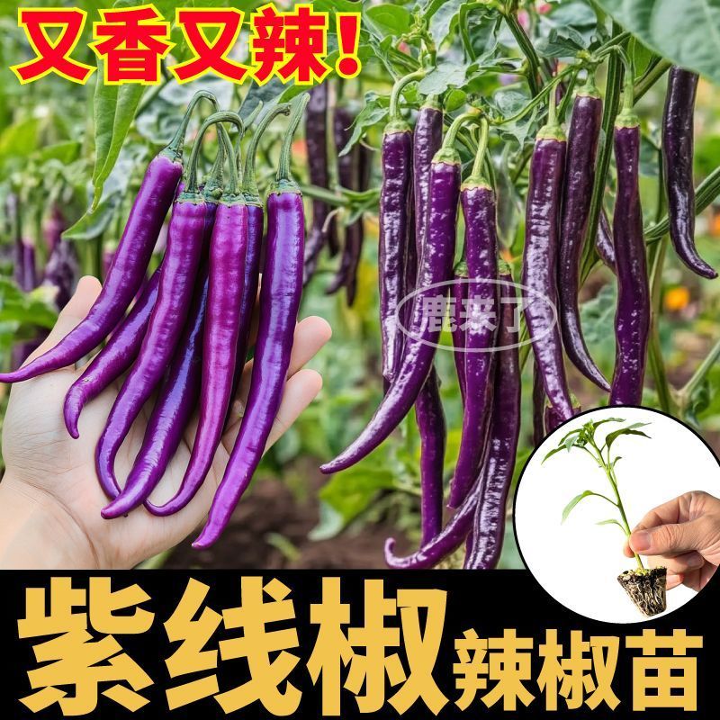 寿光紫线椒辣椒苗秧又香又辣四季高产黄绿紫线椒阳台盆栽带土