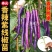 寿光紫线椒辣椒苗秧又香又辣四季高产黄绿紫线椒阳台盆栽带土