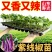 寿光紫线椒辣椒苗秧又香又辣四季高产黄绿紫线椒阳台盆栽带土