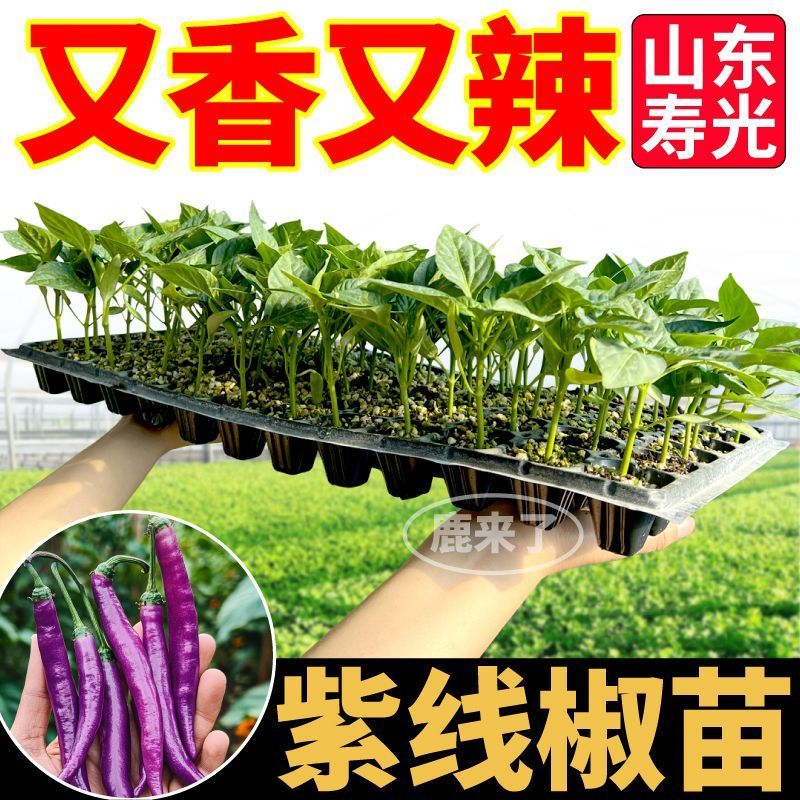 寿光紫线椒辣椒苗秧又香又辣四季高产黄绿紫线椒阳台盆栽带土