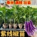 寿光紫线椒辣椒苗秧又香又辣四季高产黄绿紫线椒阳台盆栽带土