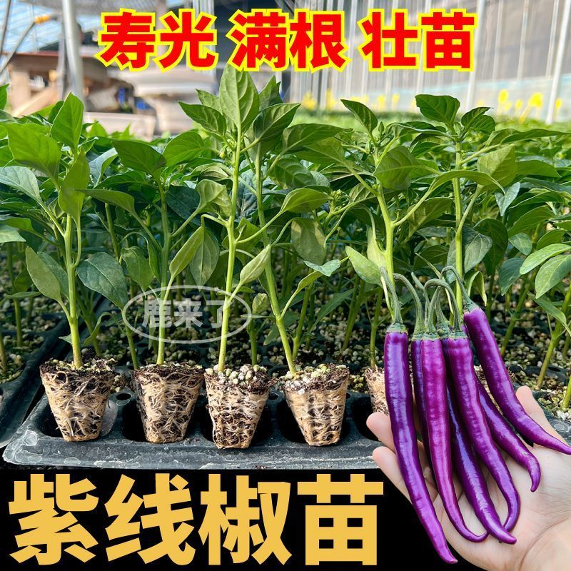 寿光紫线椒辣椒苗秧又香又辣四季高产黄绿紫线椒阳台盆栽带土