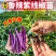 寿光紫线椒辣椒苗秧又香又辣四季高产黄绿紫线椒阳台盆栽带土