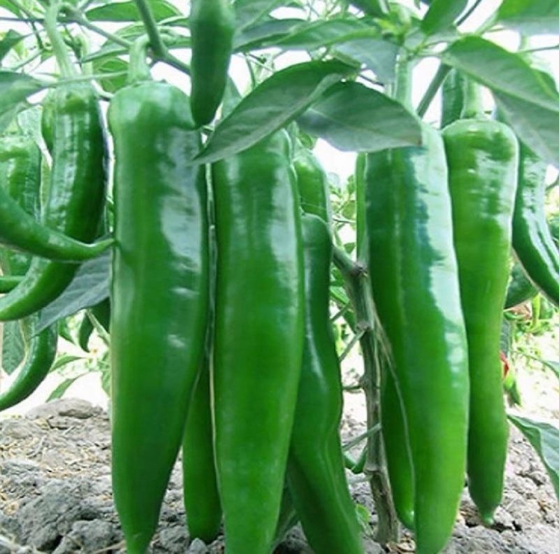 河南【鲜辣椒】羊角椒种植基地看货论价保质保量欢迎订购