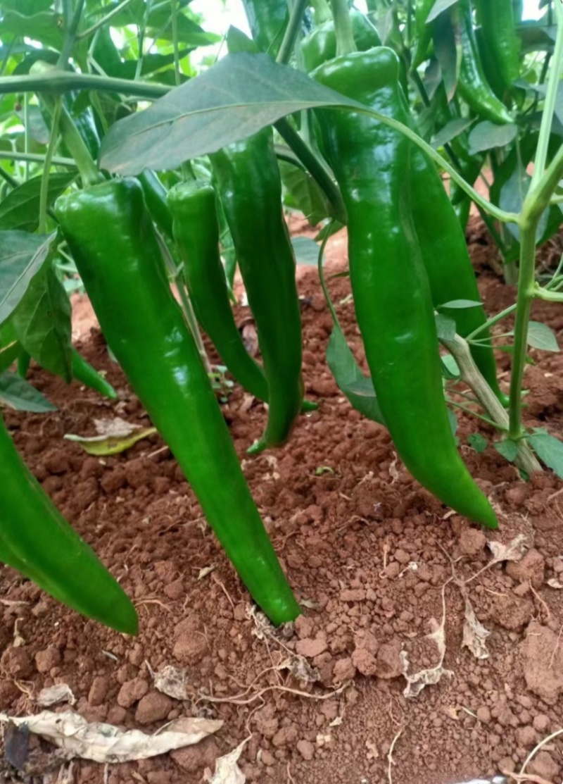 河南【鲜辣椒】羊角椒种植基地看货论价保质保量欢迎订购