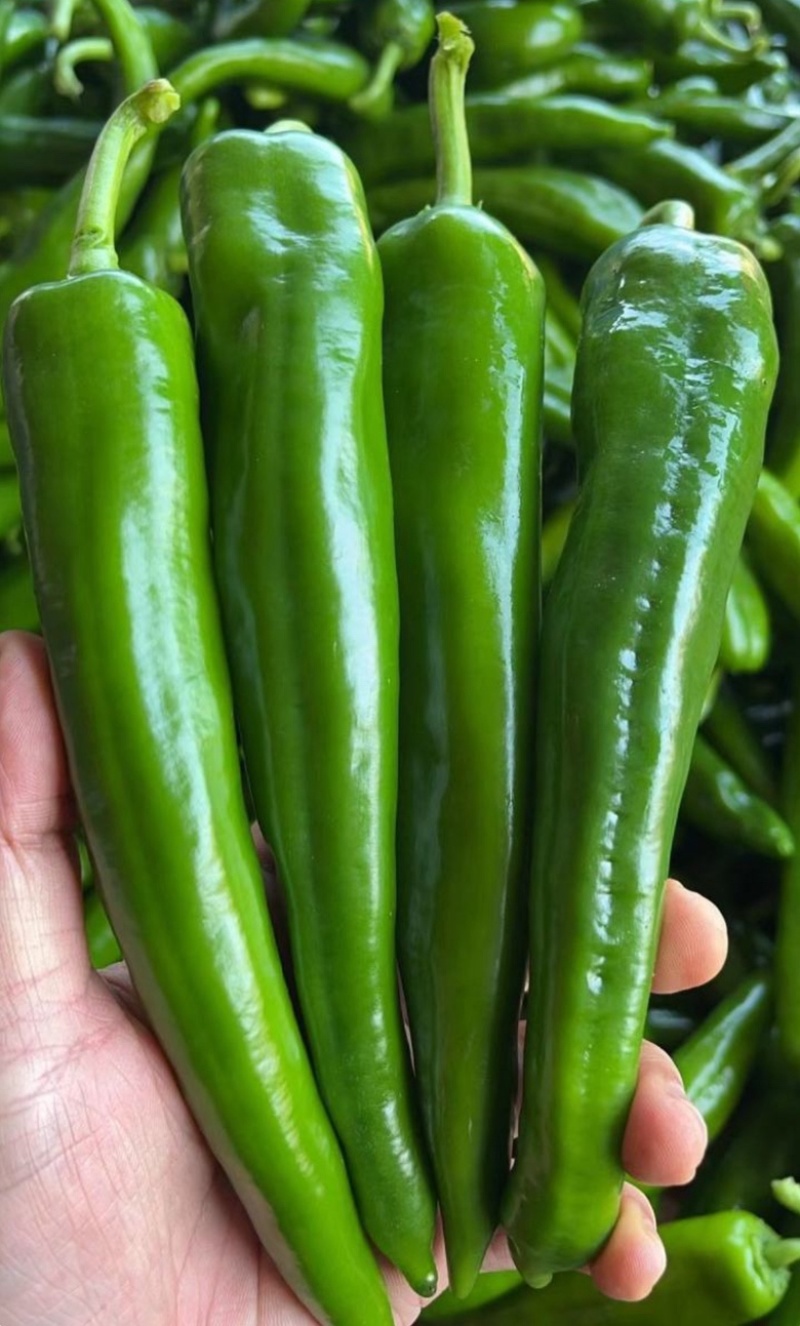 河南【鲜辣椒】羊角椒种植基地看货论价保质保量欢迎订购
