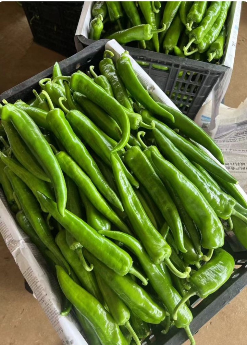 河南【鲜辣椒】羊角椒种植基地看货论价保质保量欢迎订购