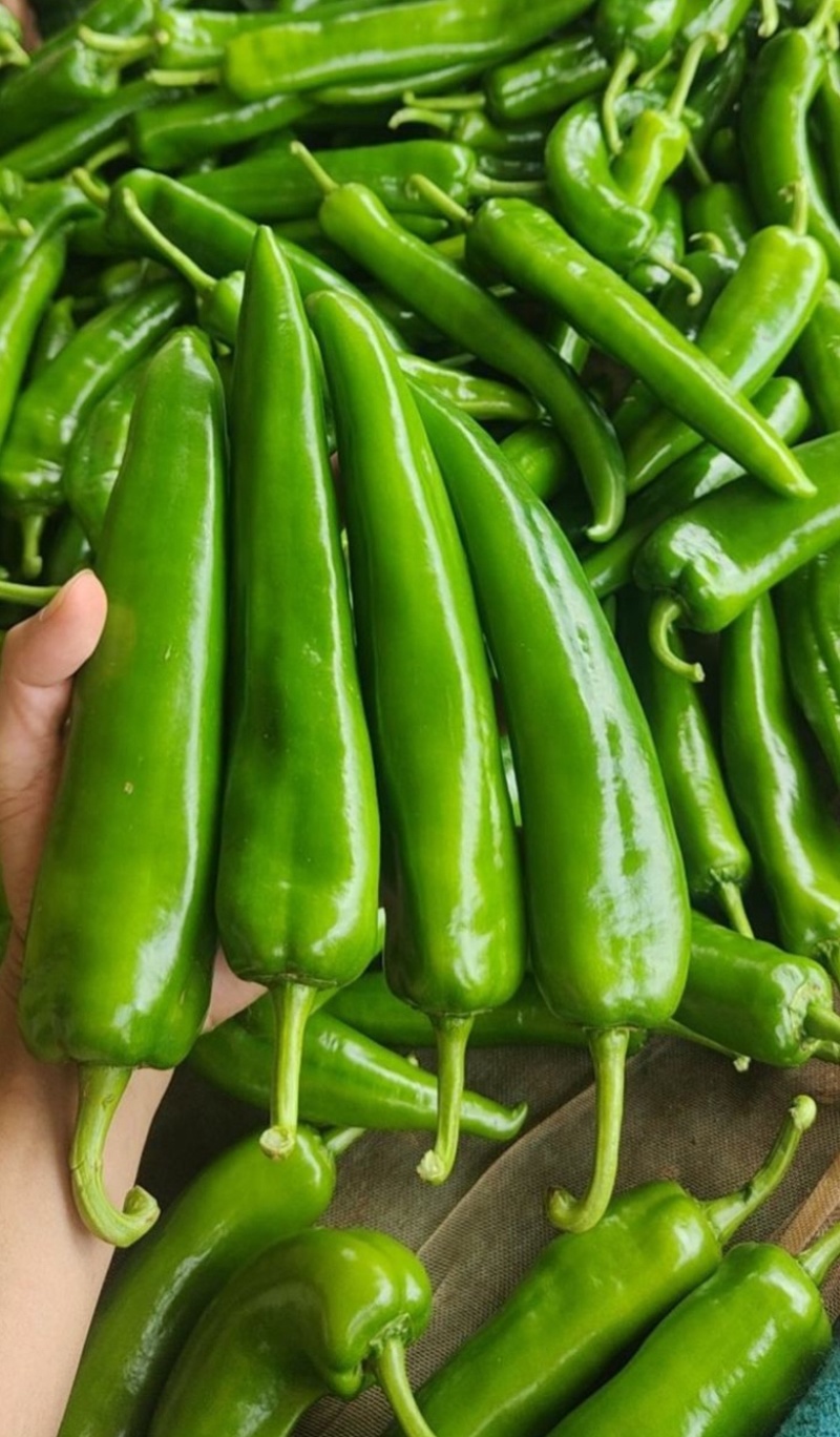 河南【鲜辣椒】羊角椒种植基地看货论价保质保量欢迎订购