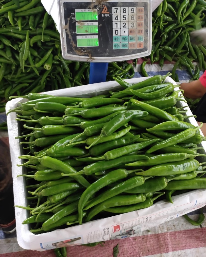 河南【鲜辣椒】羊角椒种植基地看货论价保质保量欢迎订购