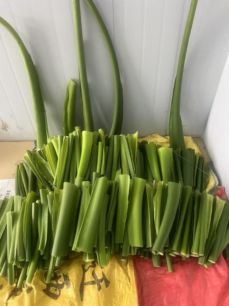 芋荷杆水果芋荷苗