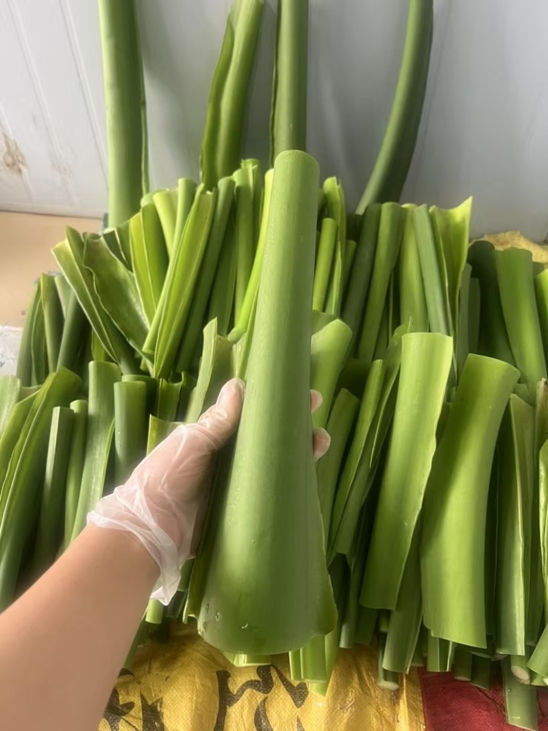 芋荷杆水果芋荷苗