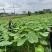 芋荷杆水果芋荷苗
