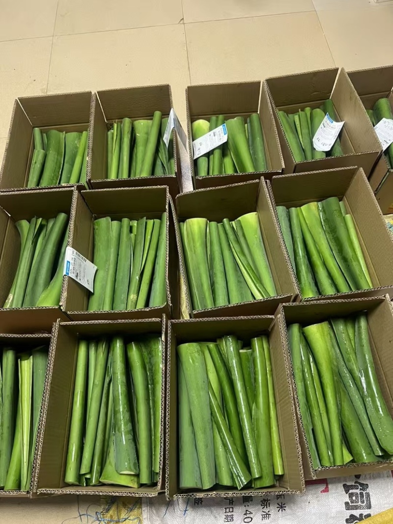 芋荷杆水果芋荷苗