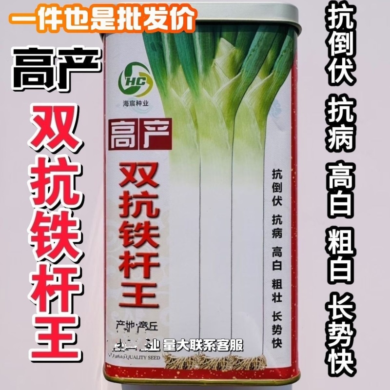 松本铁杆王大葱种子叶直立浓绿耐热耐寒基地钢葱种子山东大葱