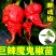 特辣巨辣魔鬼椒苗秧印度断魂椒四季阳台盆栽辣妹子朝天椒籽