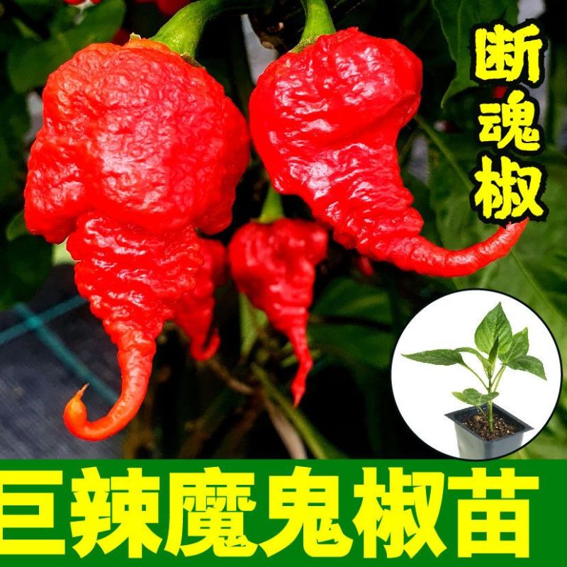 特辣巨辣魔鬼椒苗秧印度断魂椒四季阳台盆栽辣妹子朝天椒籽