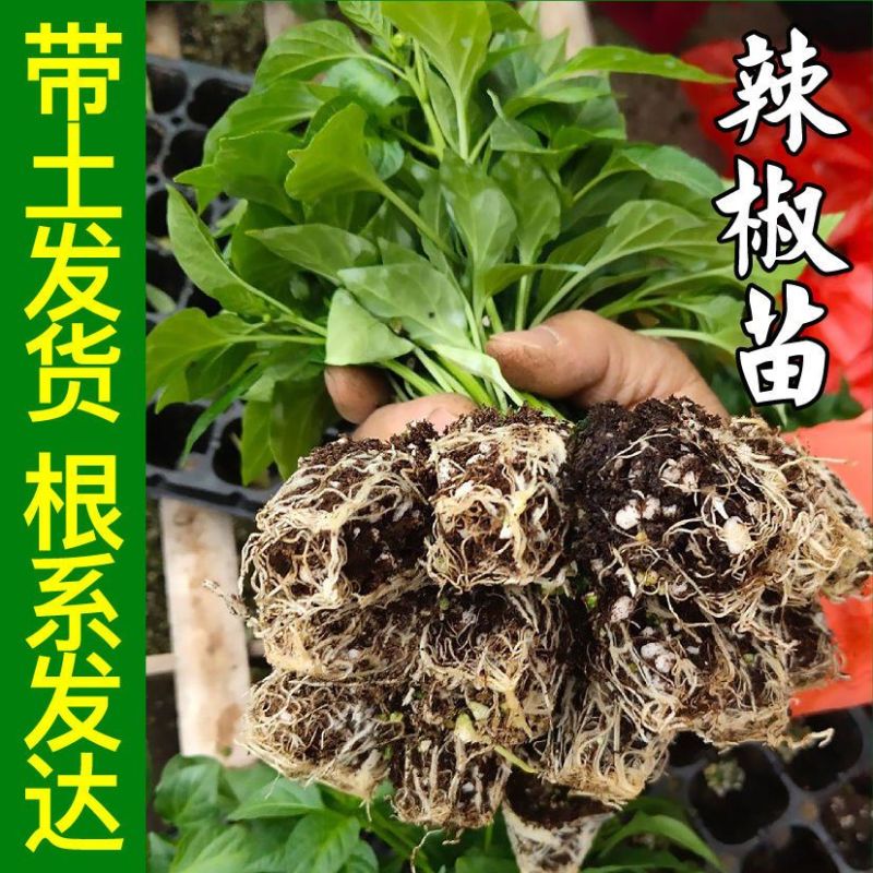 特辣巨辣魔鬼椒苗秧印度断魂椒四季阳台盆栽辣妹子朝天椒籽