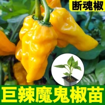 特辣巨辣魔鬼椒苗秧印度断魂椒四季阳台盆栽辣妹子朝天椒籽