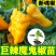 特辣巨辣魔鬼椒苗秧印度断魂椒四季阳台盆栽辣妹子朝天椒籽