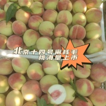 北京十四号离核毛桃深州产区大量上市，另供应美八苹果