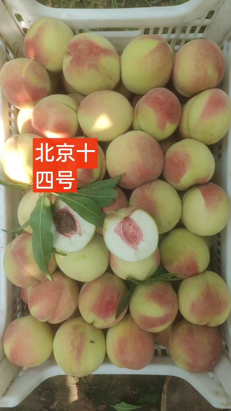 北京十四号离核毛桃深州产区大量上市，另供应美八苹果