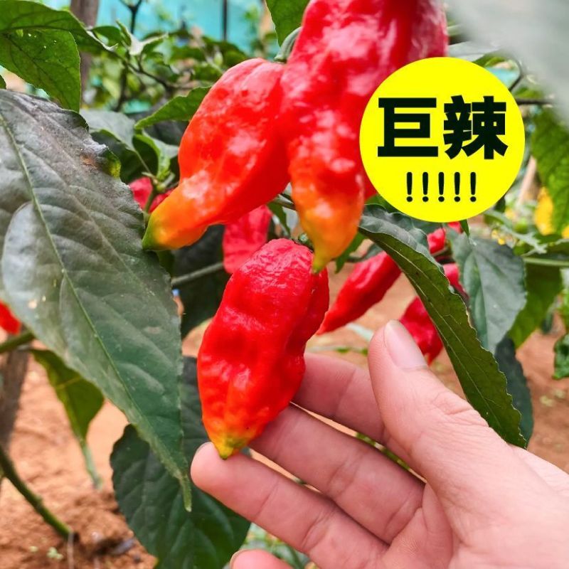 特辣巨辣魔鬼椒苗秧印度断魂椒四季阳台盆栽辣妹子朝天椒籽