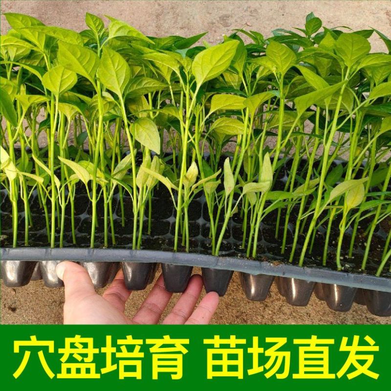 特辣巨辣魔鬼椒苗秧印度断魂椒四季阳台盆栽辣妹子朝天椒籽