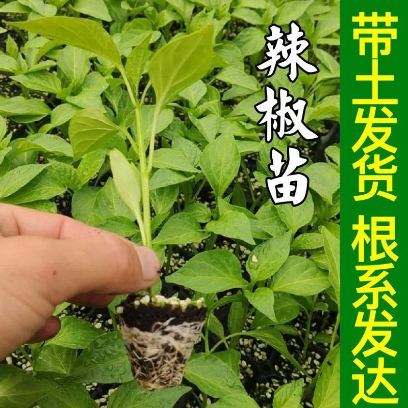 特辣巨辣魔鬼椒苗秧印度断魂椒四季阳台盆栽辣妹子朝天椒籽