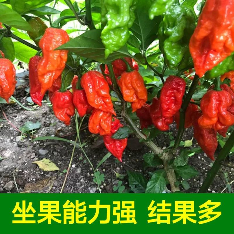 特辣巨辣魔鬼椒苗秧印度断魂椒四季阳台盆栽辣妹子朝天椒籽