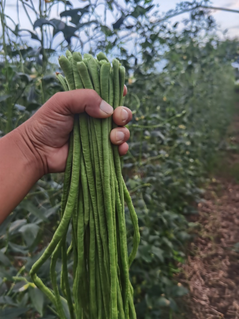江苏产地长豆角青豆角货源充足