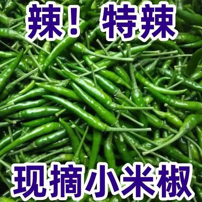 贵州小米辣青椒