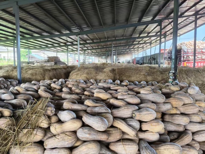 湖北精品密本南瓜蔬菜千亩基地露天种植方便采摘运输