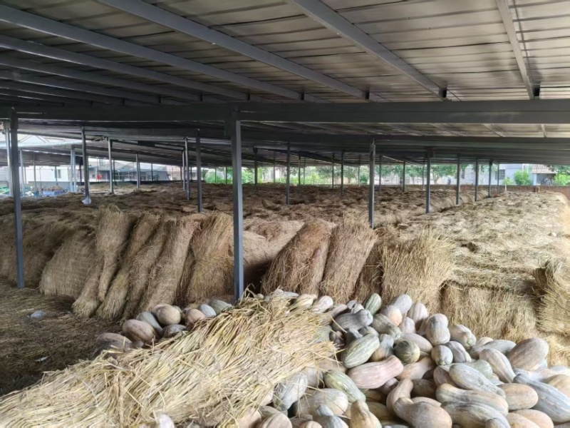 湖北精品密本南瓜蔬菜千亩基地露天种植方便采摘运输