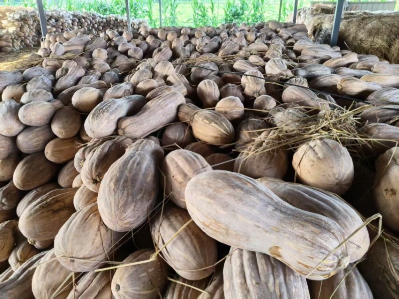 湖北精品密本南瓜蔬菜千亩基地露天种植方便采摘运输