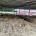 千亩基地精品密本南瓜露天种植专业代收代发对接商超