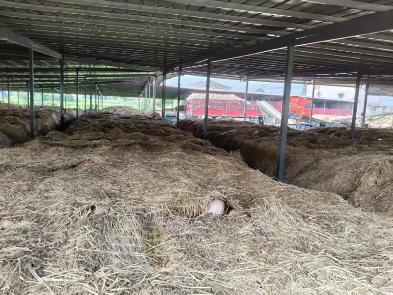 千亩基地精品密本南瓜露天种植专业代收代发对接商超