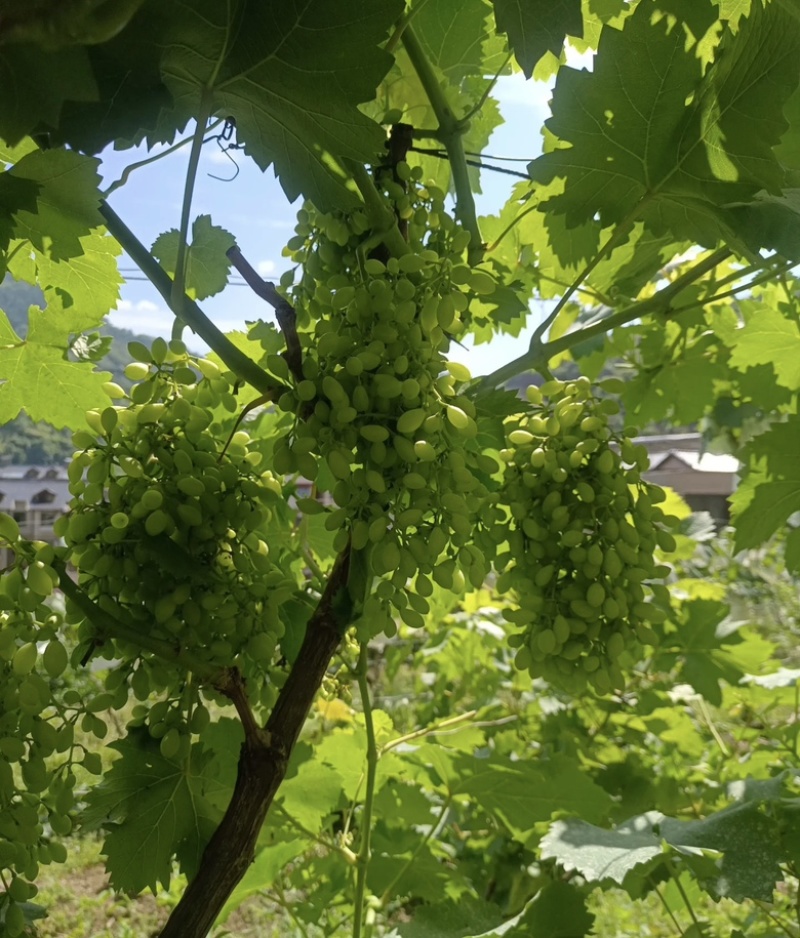桂林兴安阳光玫瑰