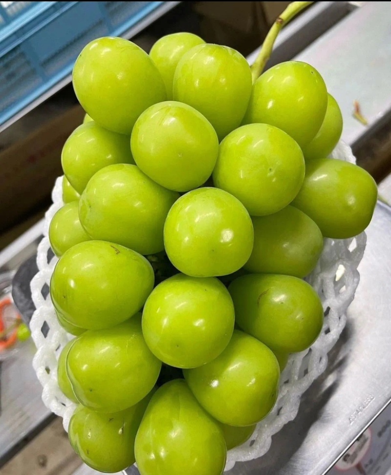 桂林兴安阳光玫瑰