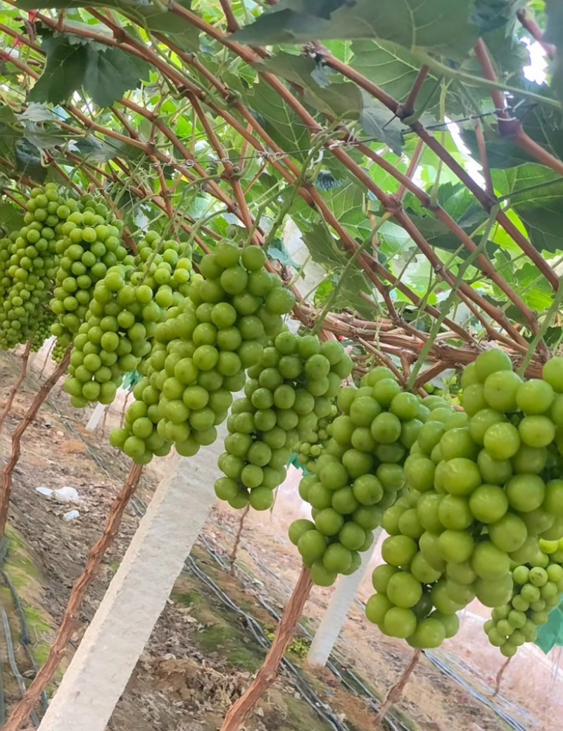 桂林兴安阳光玫瑰