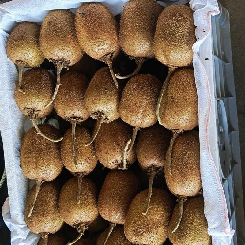 猕猴桃河南徐香猕猴桃大量现货万亩产地源头直发可视频看货