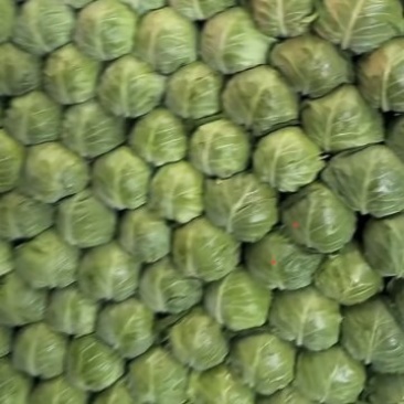 甘蓝，茴子白，包菜