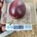 精品百香果现摘现发一手货源支持视频口感纯欢迎老板选购