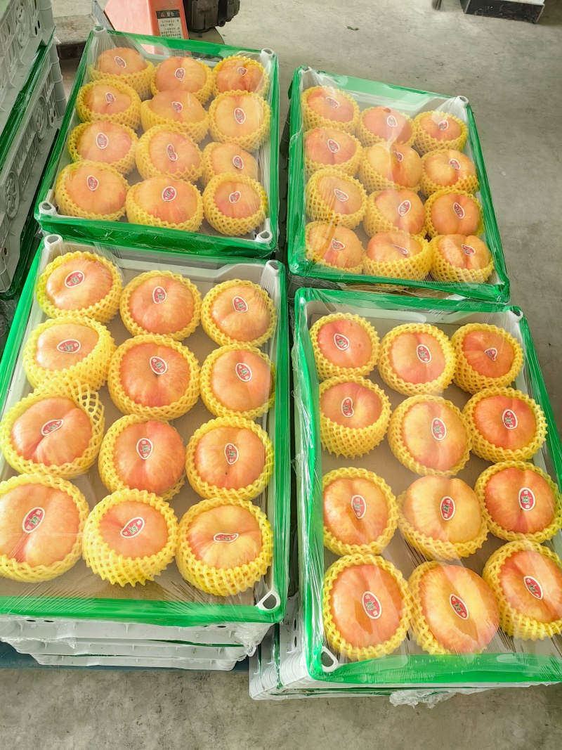 油蟠桃9号彩虹蟠桃万亩桃园海量货源果面干净硬度好口感好