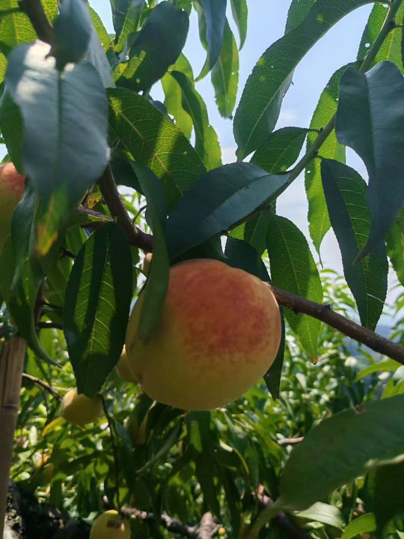 湖南省麻阳县横喇高山黄桃一件10带箱10斤