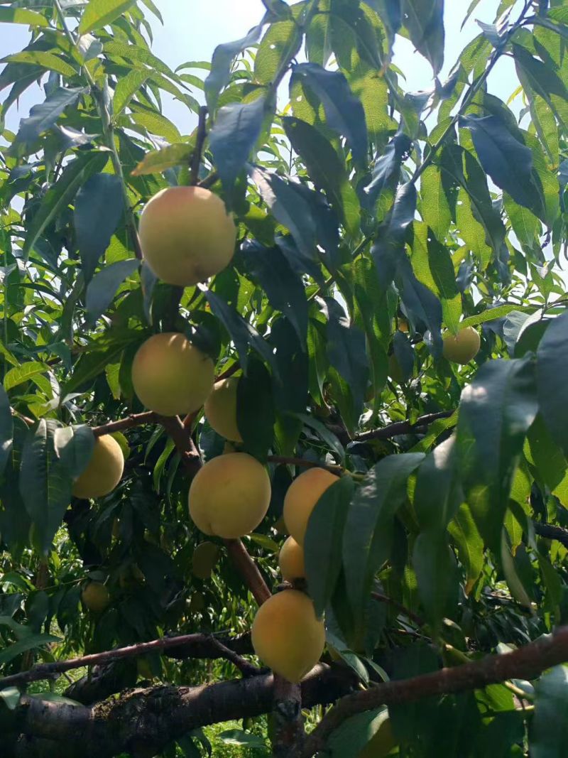 湖南省麻阳县横喇高山黄桃一件10带箱10斤