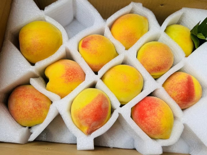 湖南省麻阳县横喇高山黄桃一件10带箱10斤
