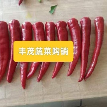 金塔鲜辣椒新货上市（剁椒，打酱）加工厂专用货直供