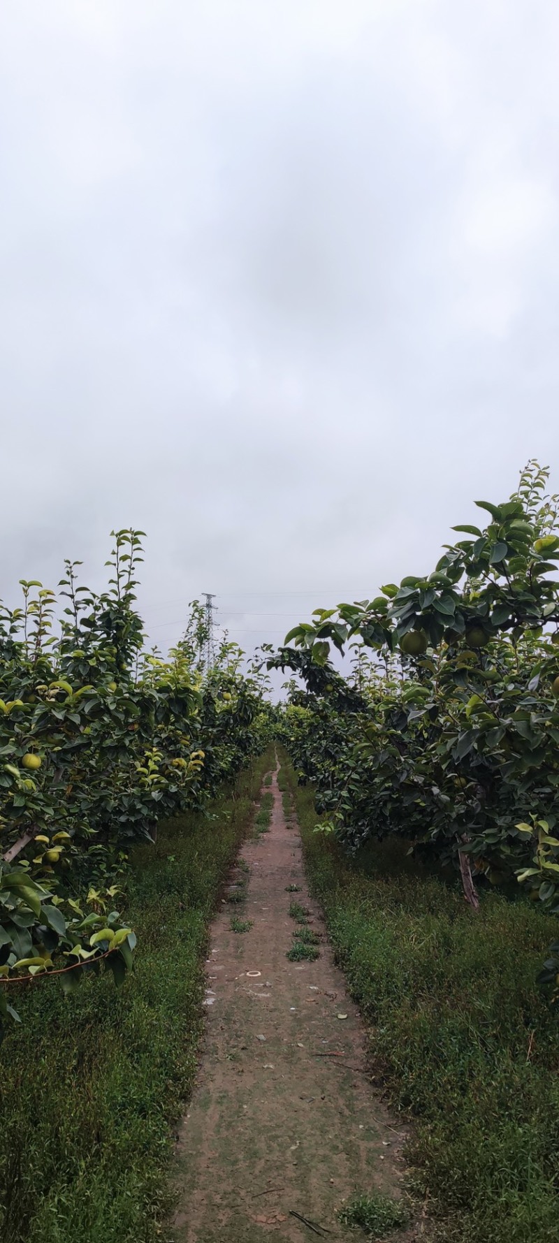 江苏翠冠梨百亩种植基地品质保证货源充足欢迎随时联系