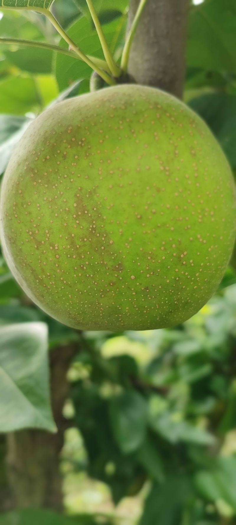 江苏翠冠梨百亩种植基地品质保证货源充足欢迎随时联系